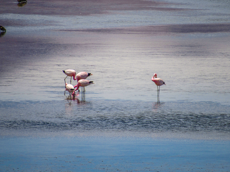 Atacama - Salar de Tara com Flamingos