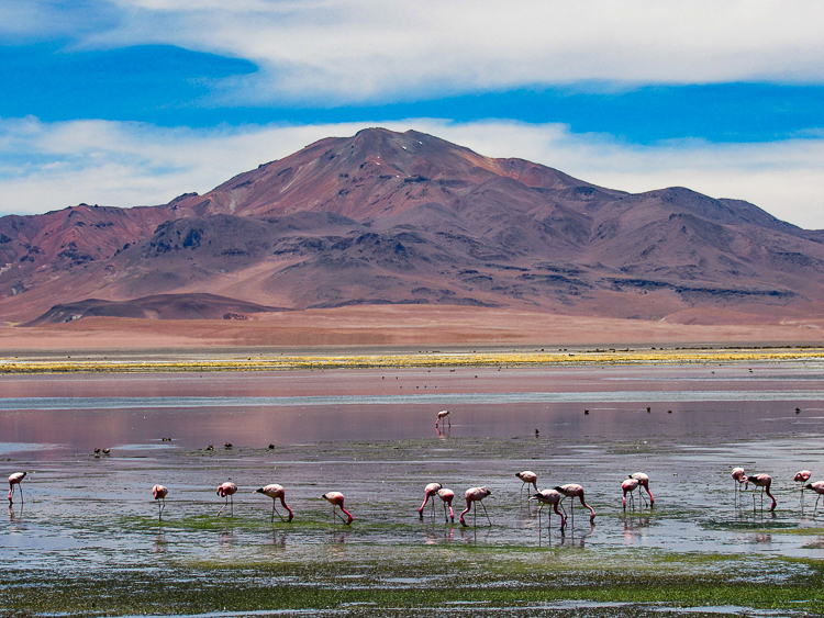 Atacama - Flamingos em Salar de Tara