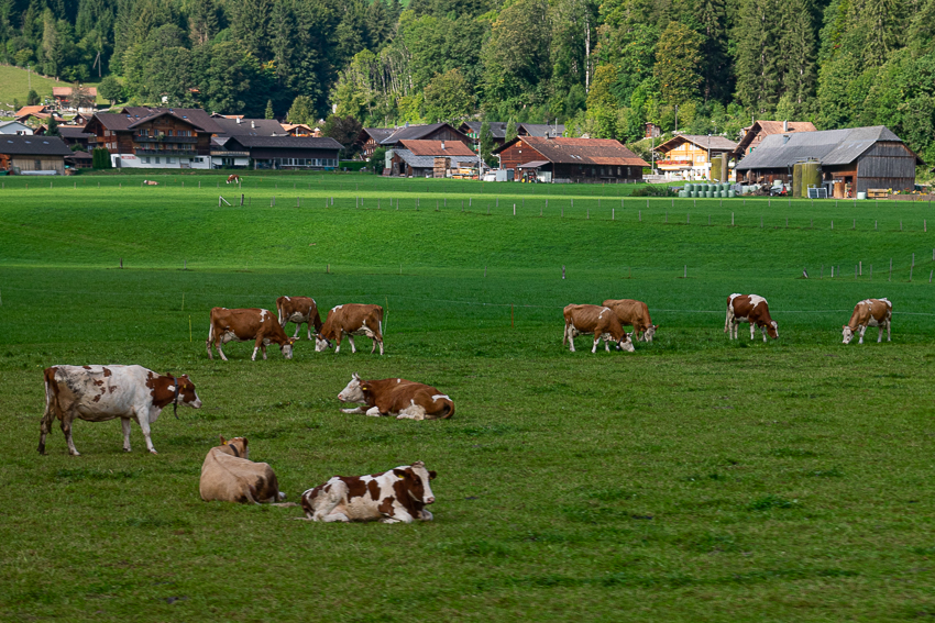 Suíça - vaquinhas pastando