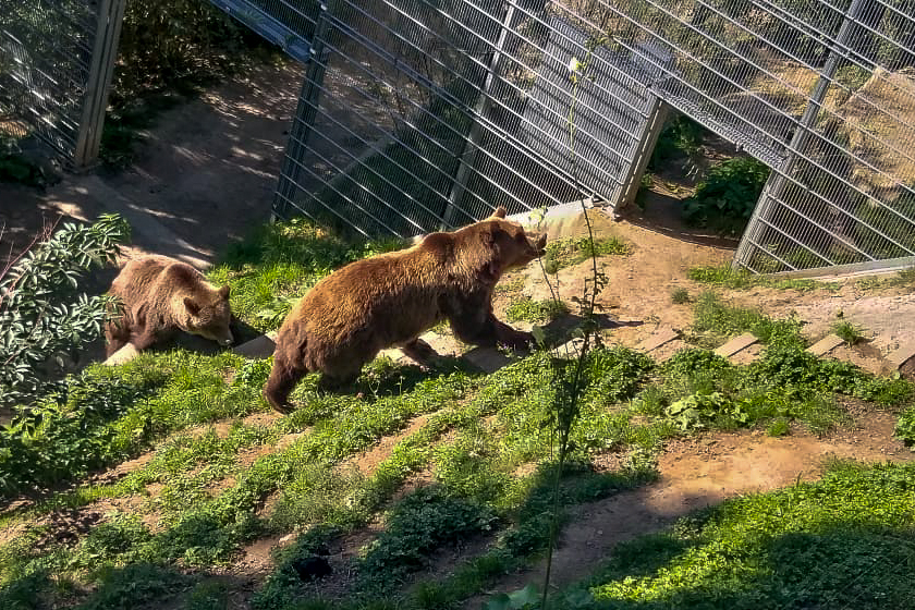 Suíça - Berna - Parque dos Ursos