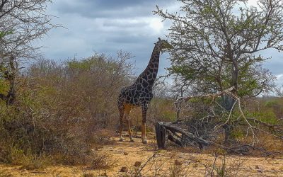 ÁFRICA DO SUL – Safári imperdível no Kruger Park