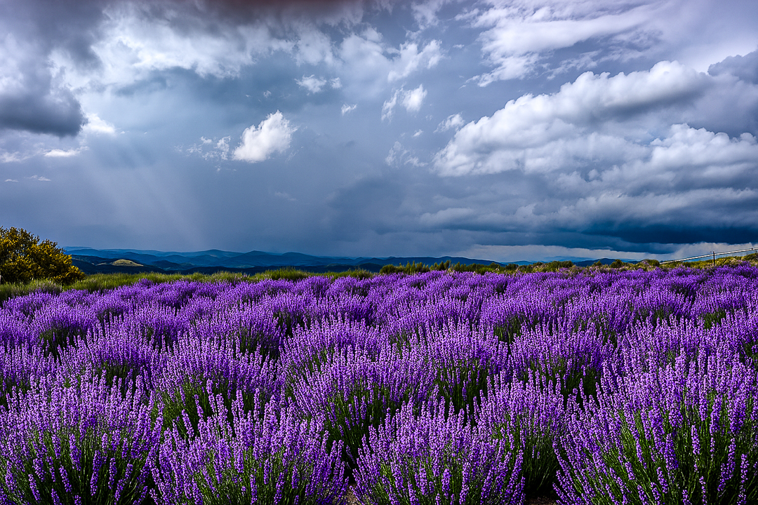 lavandário de cunha por IA-1