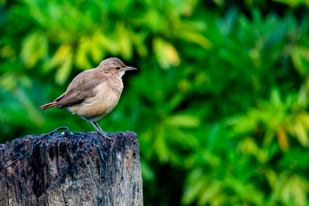 pousada dona elza-13